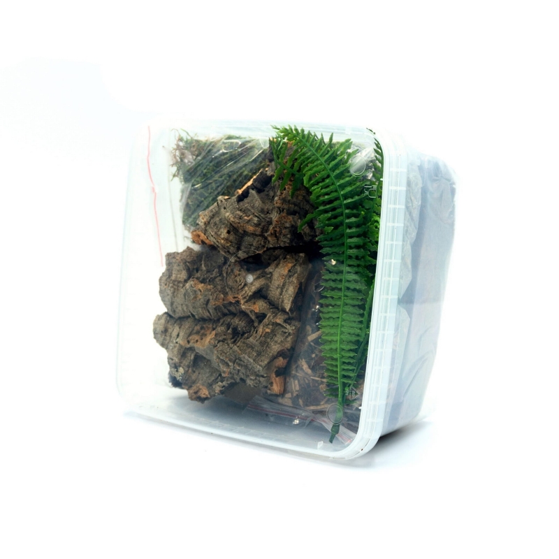 Aranzacja-terrarium-dla-pajaka