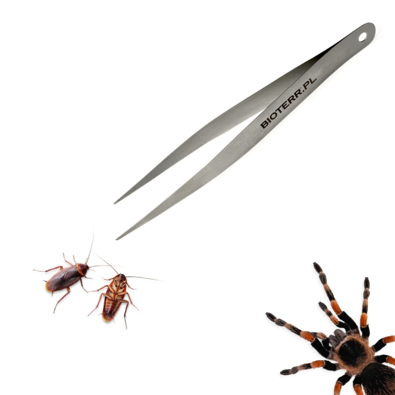 peseta-miekka-do-karmienia-pajakow