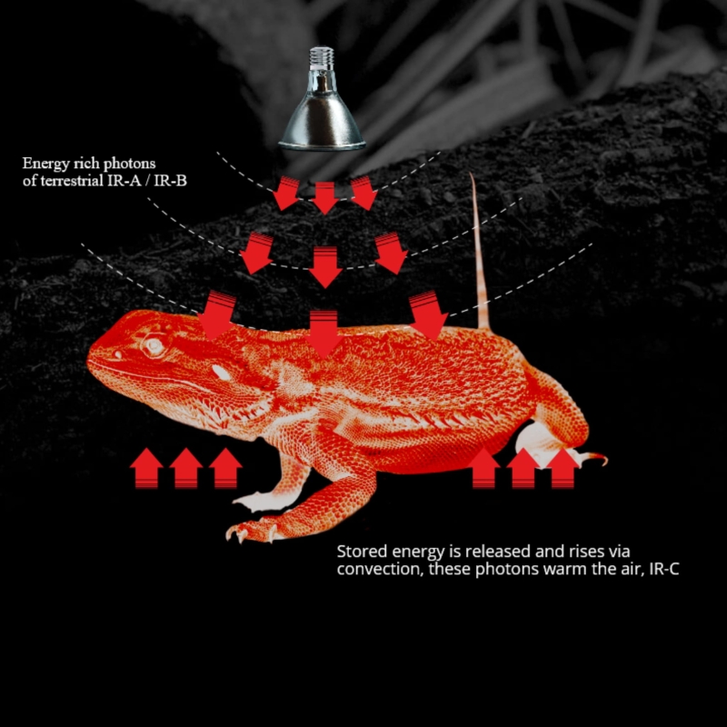 promiennik-ciepla-do-terrarium