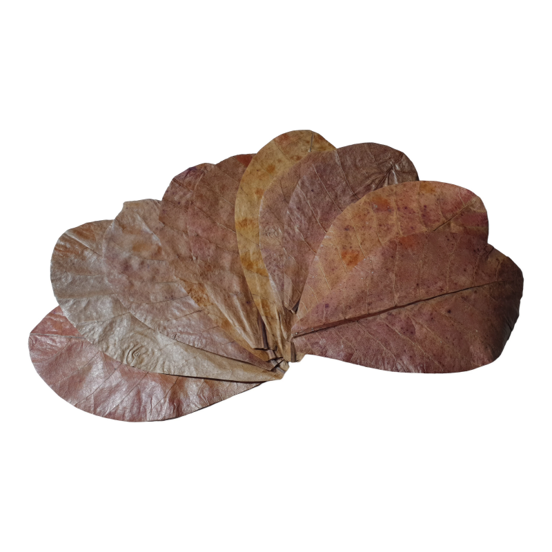 BioCatappa-Lisc-Ketapangu-Migdalecznika-liscie-dla-krewetek