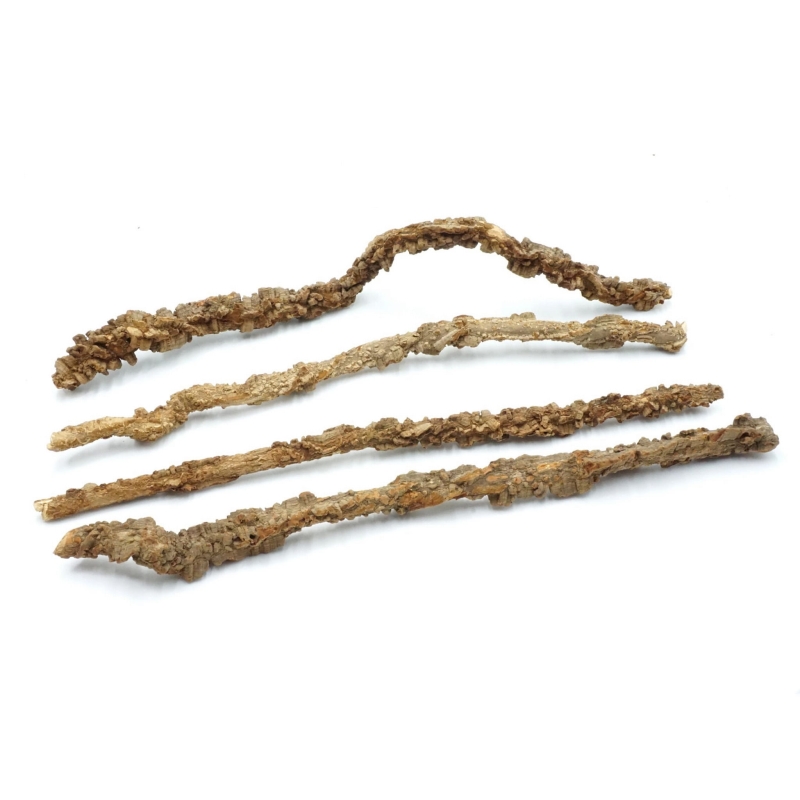 Liana-krecona-do-Terrarium