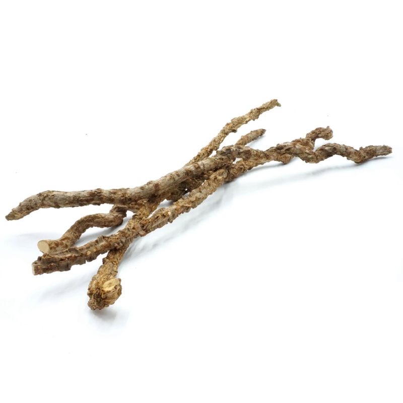 Liana-zakrecona-do-Terrarium