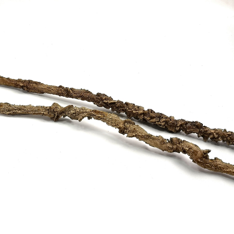 Liana-krecona-do-Terrarium