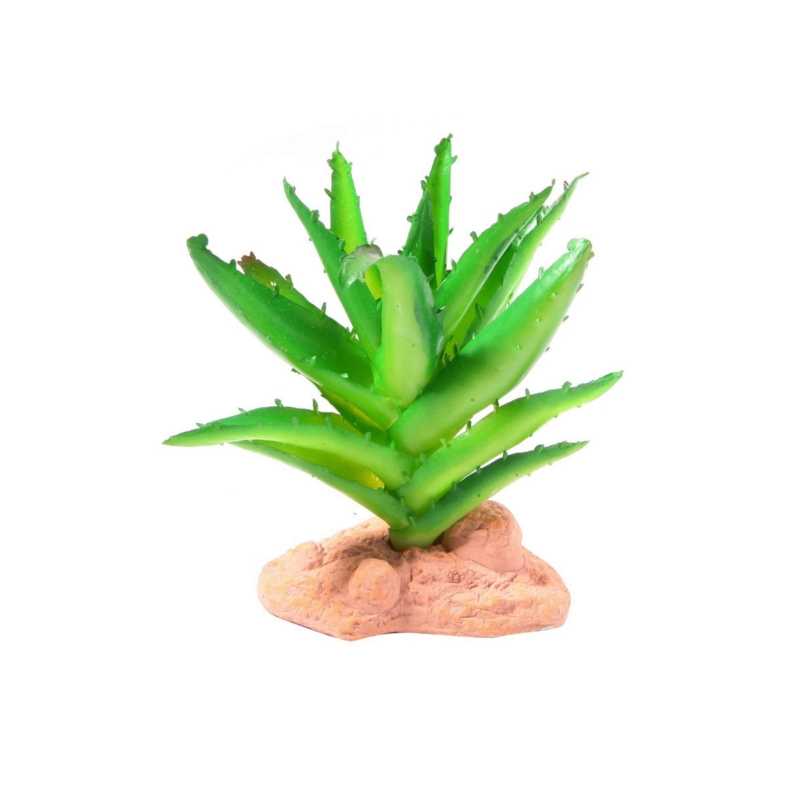 kaktus-do-terrarium