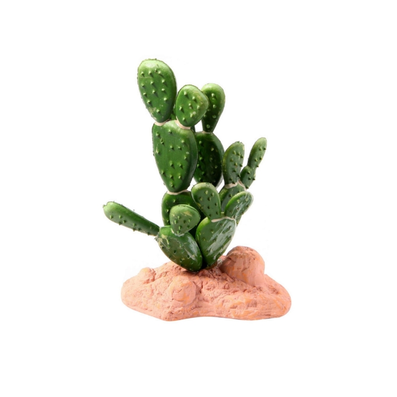 kaktus-do-terrarium