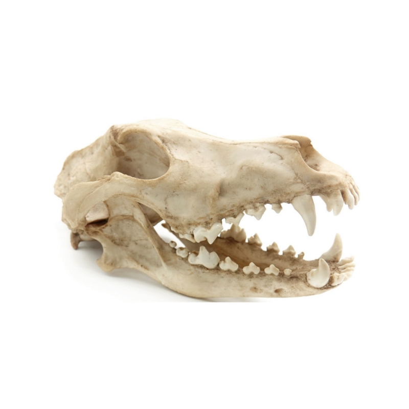 Reptile-Nova-Skull
