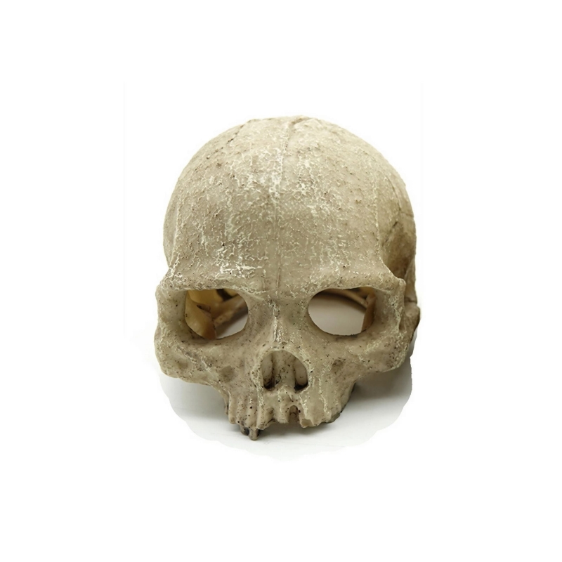 Reptile-Nova-Skull