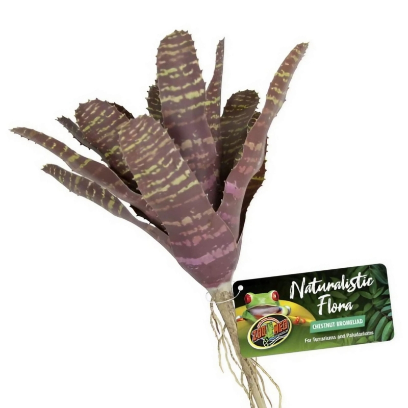 CHESTNUT-BROMELIAD
