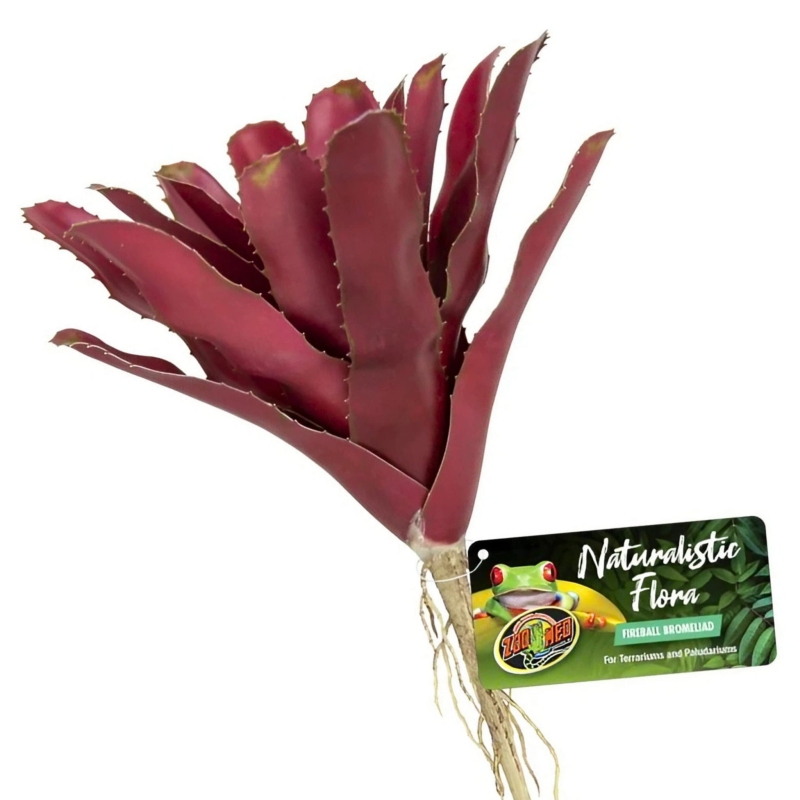 FIREBALL-BROMELIAD