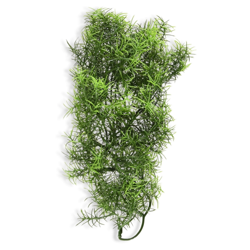 CASHUARINA