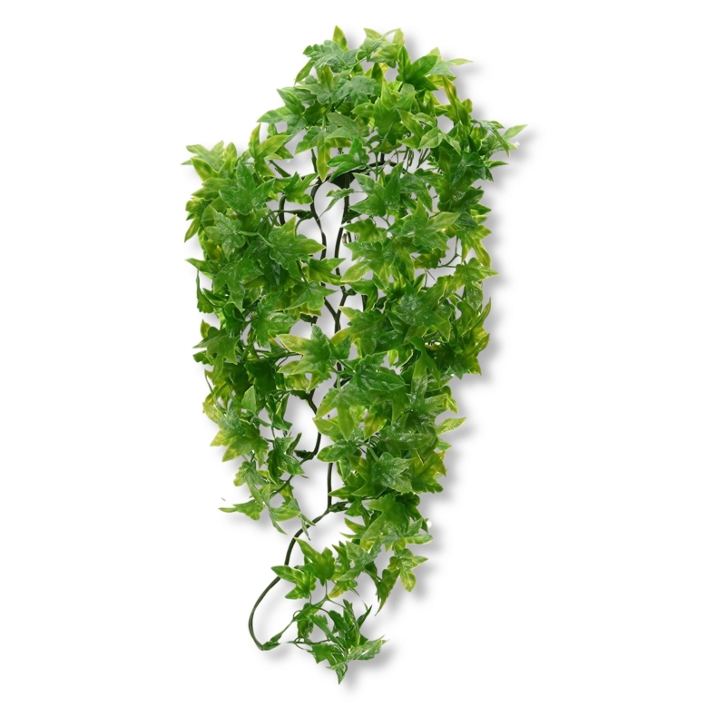 CONGO-IVY