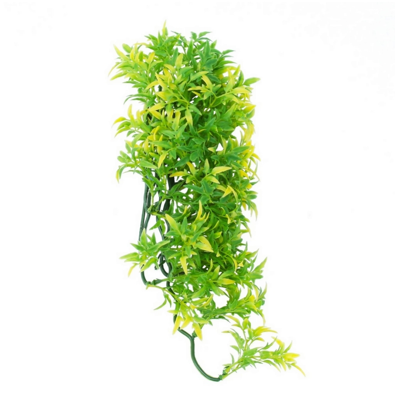 BOLIVIAN-CROTON