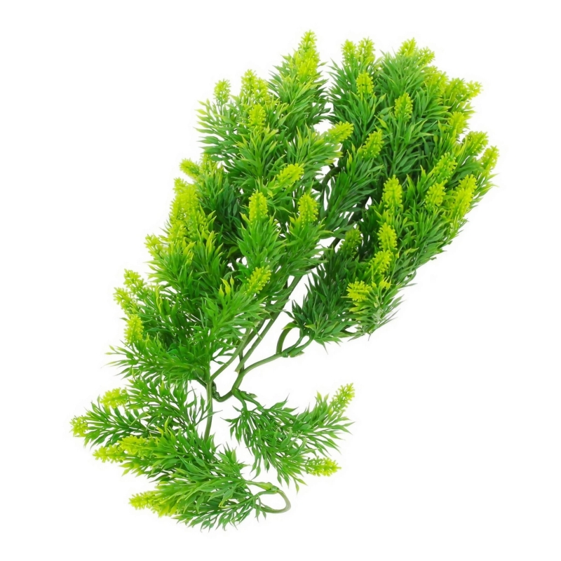 MALAYSIAN-FERN