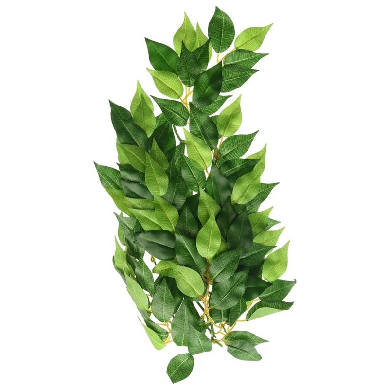 fikus-do-terrarium