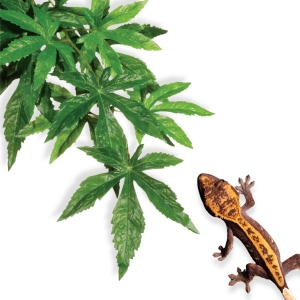 Exo-Terra Rainforest Plant - Abutilon Roślina S-L