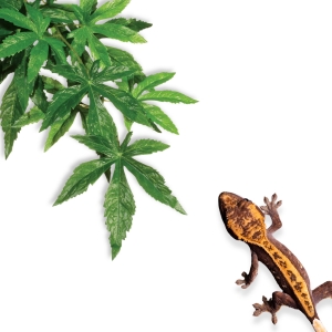 Repti-Zoo roślina wisząca 40cm - Zaślaz konopia klon