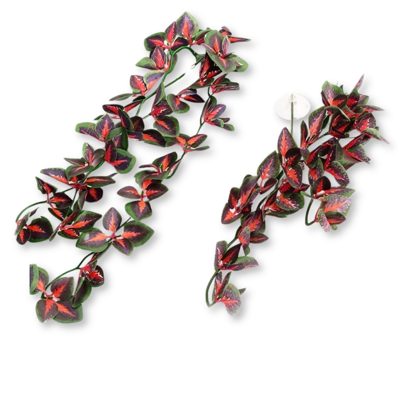Koleus-blumego-40cm