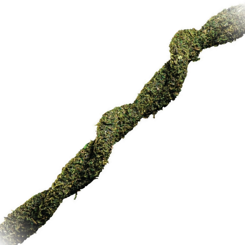 liana-do-terrarium-z-mchem