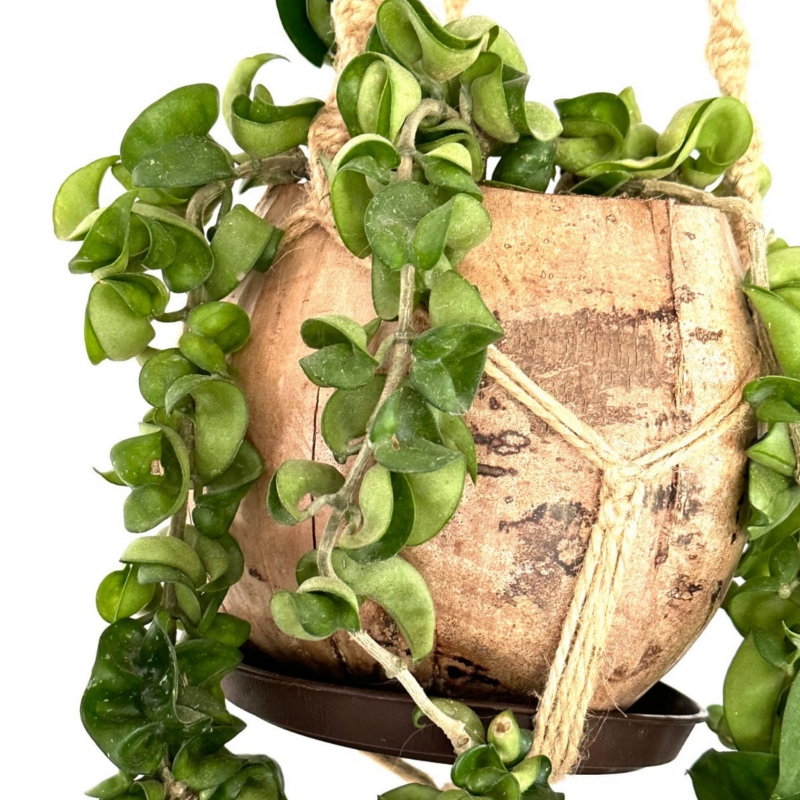 BioCoco-Pot-Doniczka-Kokosowa