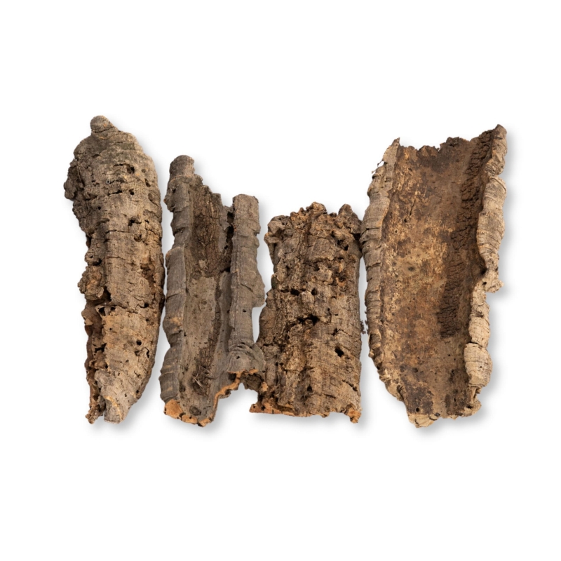 plat-kory-debu-korkowego