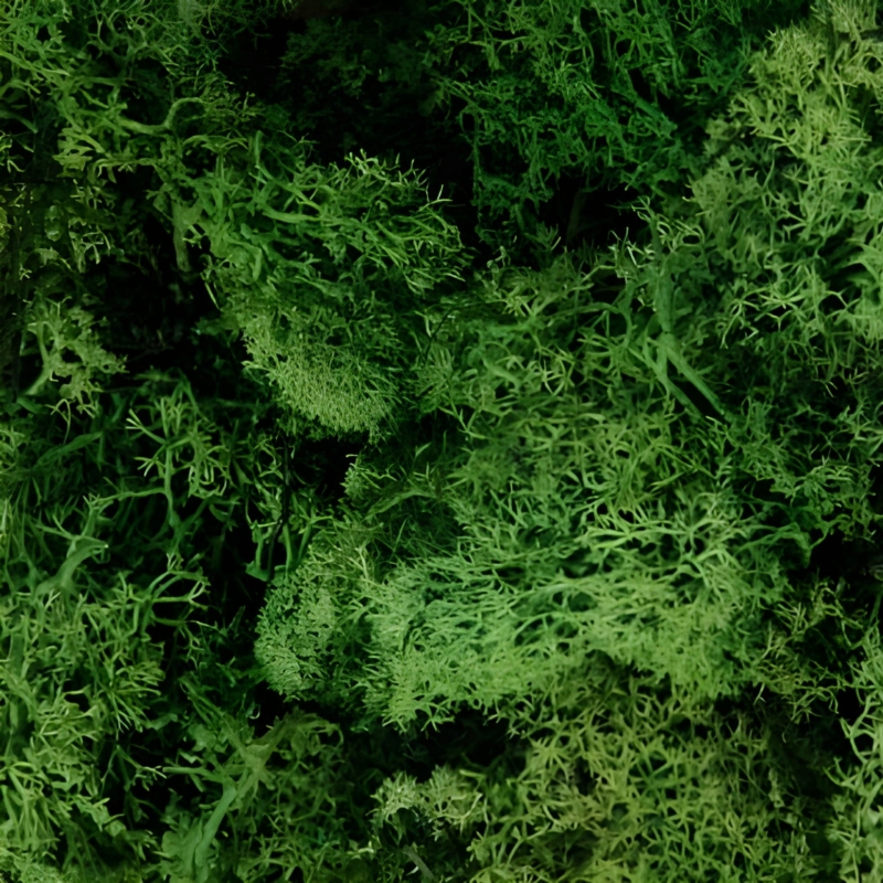 dark-green-ciemnozielony