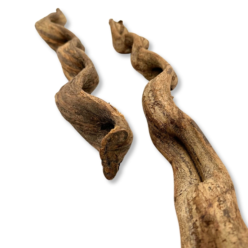 BioThai-liana-do-terrarium-dla-kameleona