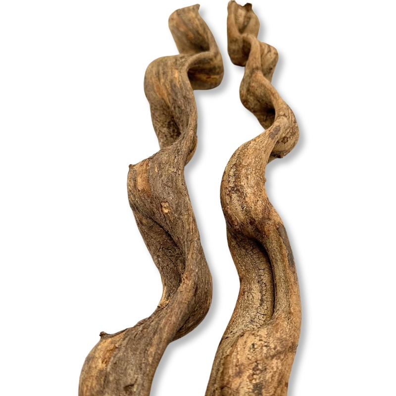 Liana-do-Terrarium-do-wspinaczki