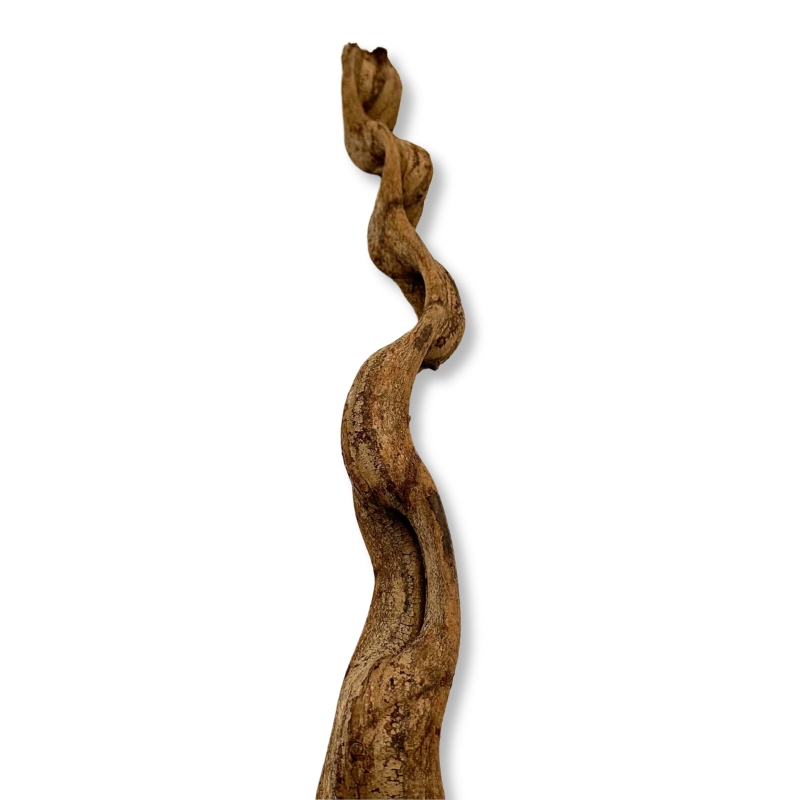 Naturalna-liana-do-Terrarium-liana-do-kompozycji