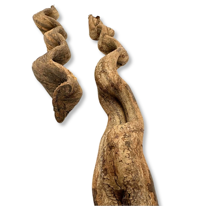 naturalna-ozdoba-do-terrarium