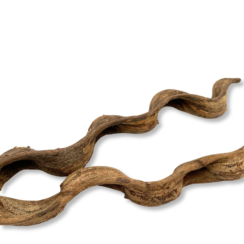 BioThai-liana-do-terrarium-dla-kameleona