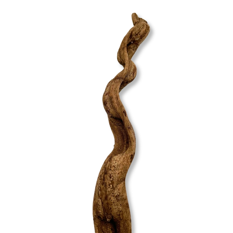 Liana-do-Terrarium-do-wspinaczki