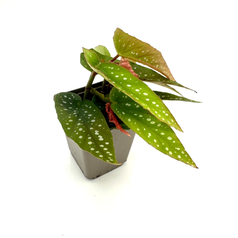 Begonia-albopicta-bialopunktowa-zywa-roslina-do-terrarium