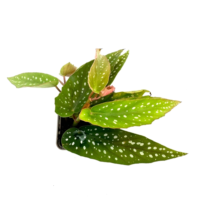 Begonia-albopicta-bialopunktowa-zywa-roslina-do-terrarium