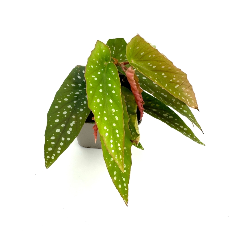 Begonia-albopicta-bialopunktowa-zywa-roslina-do-terrarium