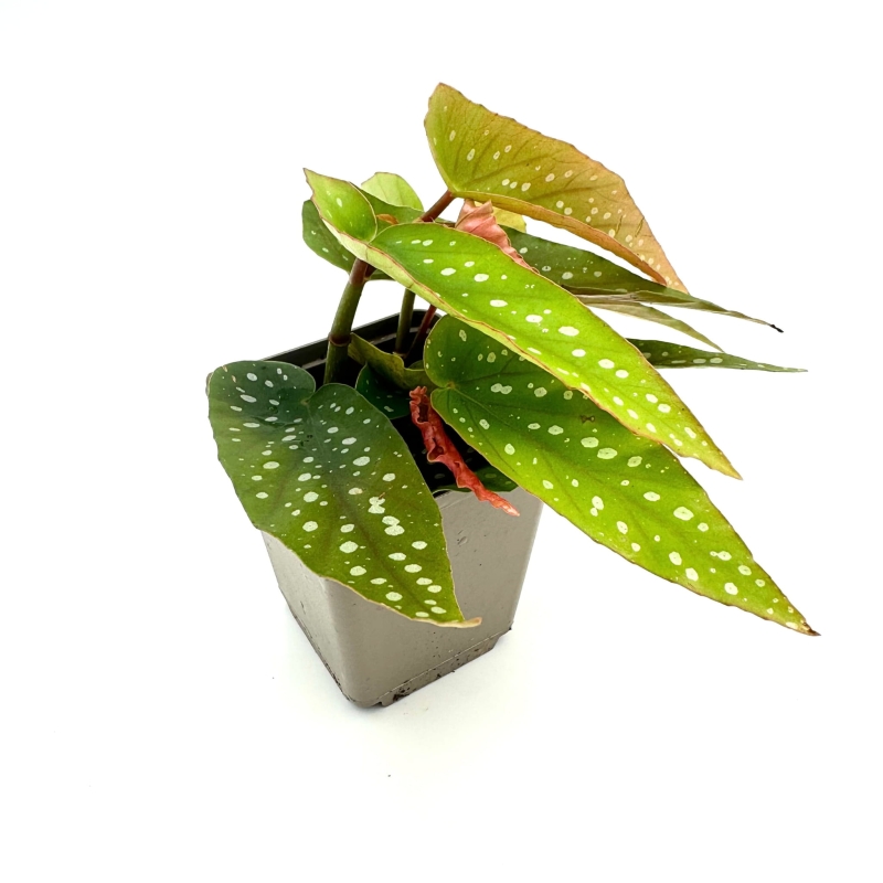 Begonia-albopicta-bialopunktowa-zywa-roslina-do-terrarium