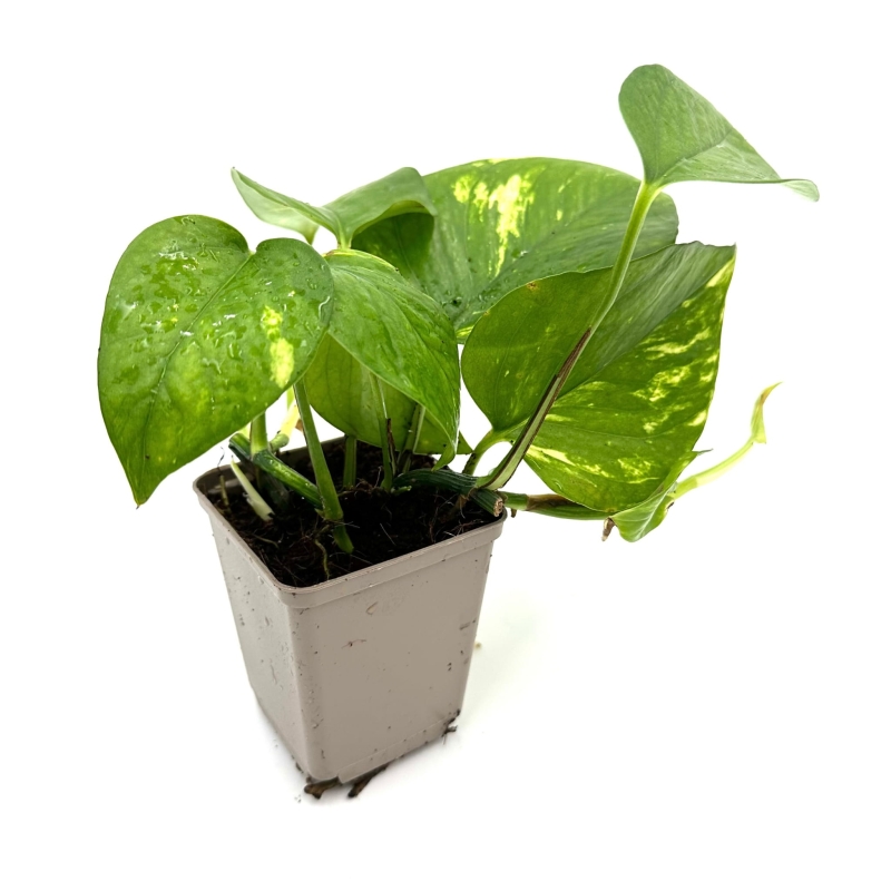 Epipremnum-aureum-epipremnum-zlociste-zywa-roslina-do-terrarium