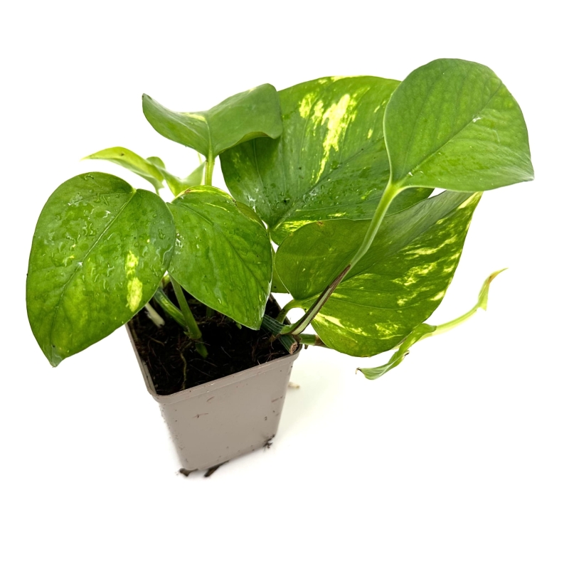 Epipremnum-aureum-epipremnum-zlociste-zywa-roslina-do-terrarium