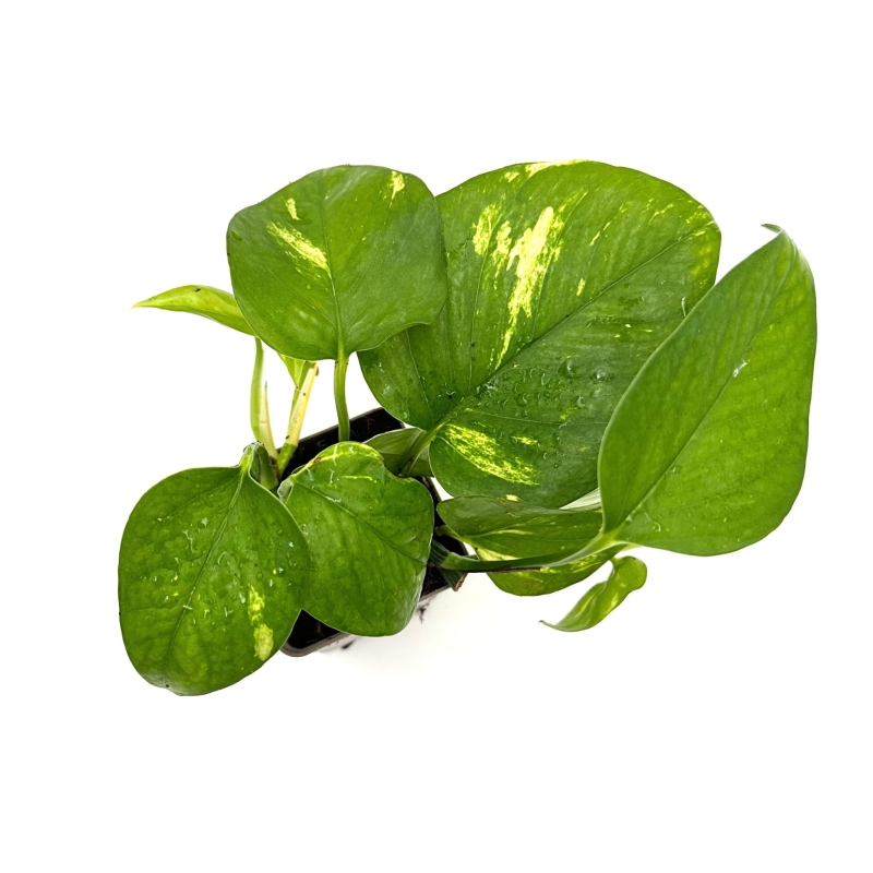 Epipremnum-aureum-epipremnum-zlociste-zywa-roslina-do-terrarium