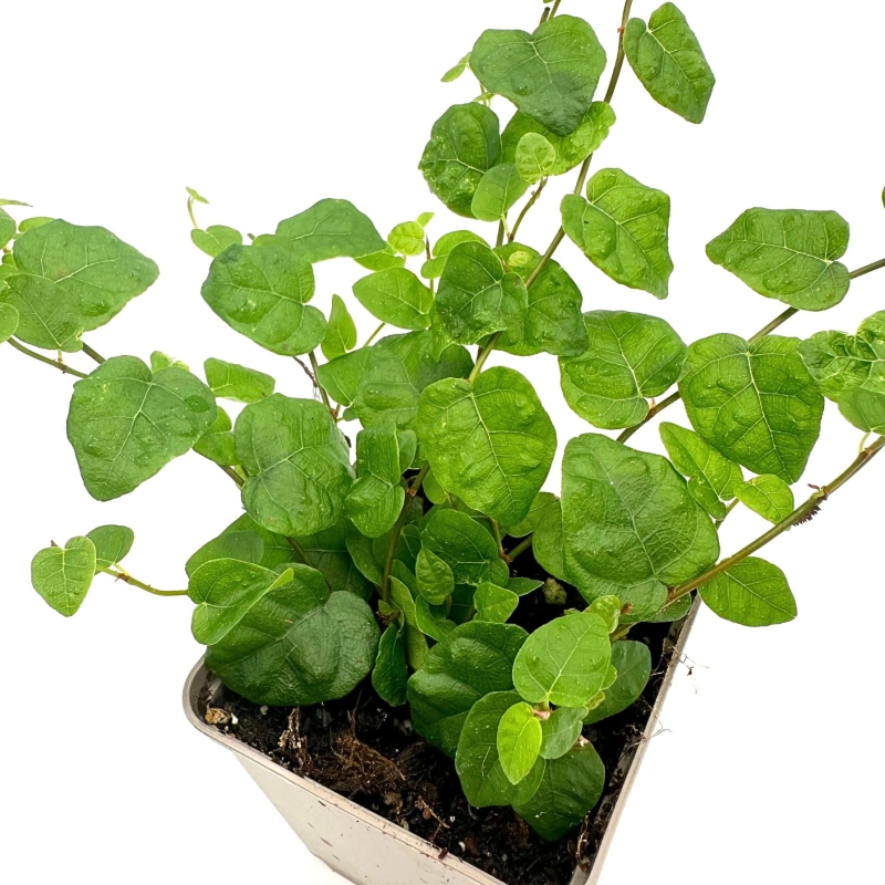Ficus-pumila-Fikus-pnacy-zywa-roslina-do-terrarium