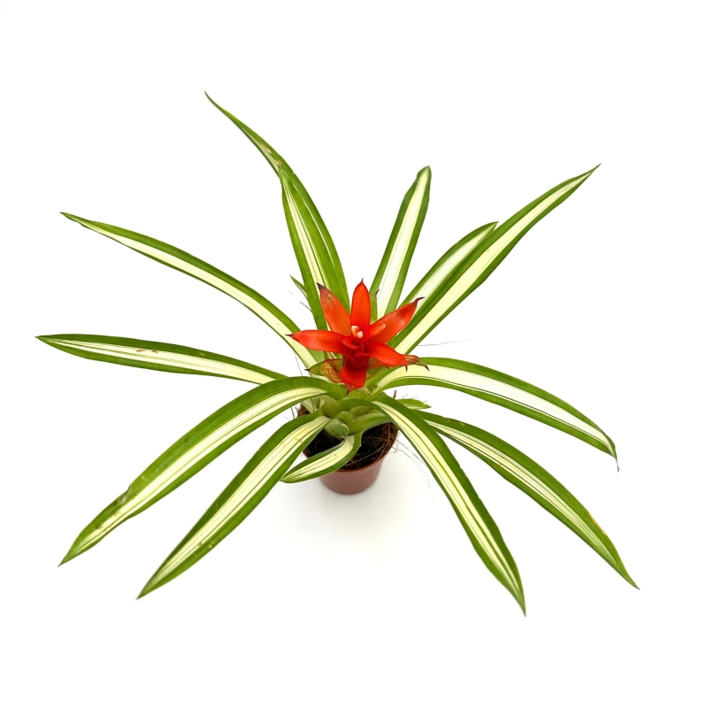 Guzmania-Ice-Cream-zywa-roslina-do-terrarium