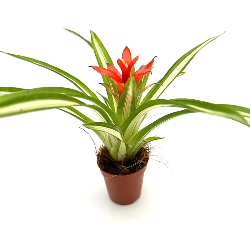 Guzmania-Ice-Cream-zywa-roslina-do-terrarium
