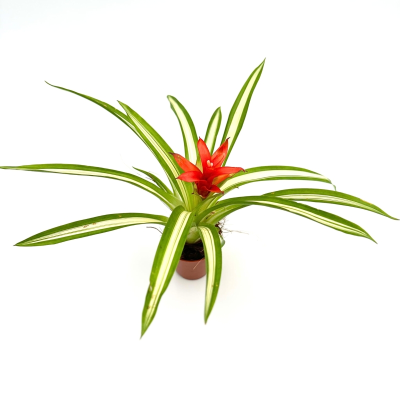 Guzmania-Ice-Cream-zywa-roslina-do-terrarium