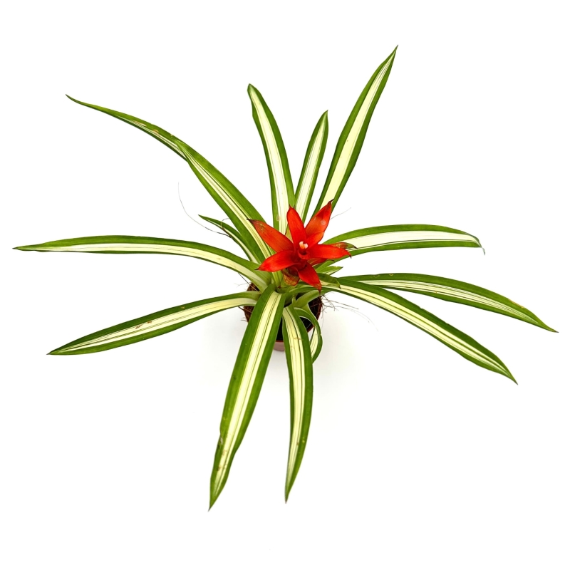 Guzmania-Ice-Cream-zywa-roslina-do-terrarium