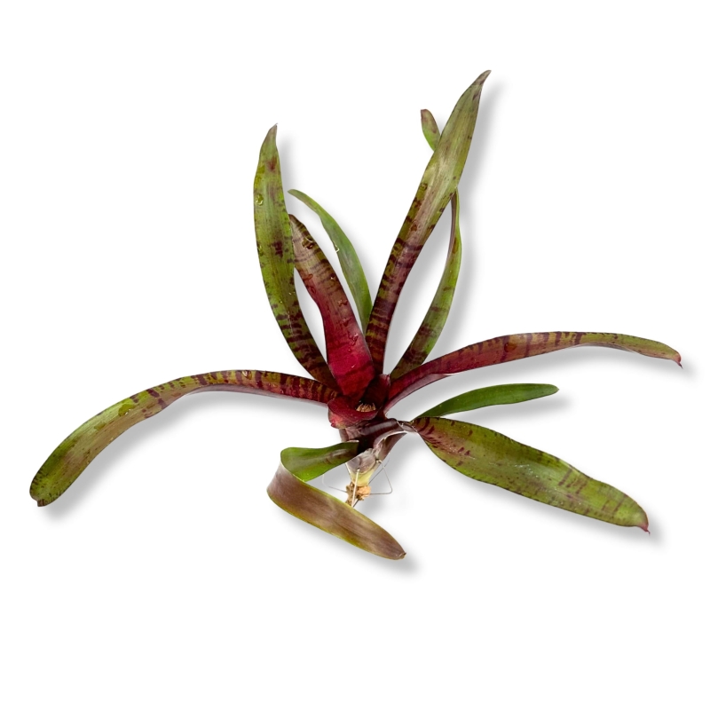 Neoregelia-ampullacea-purpurea -zywa-roslina-do-terrarium