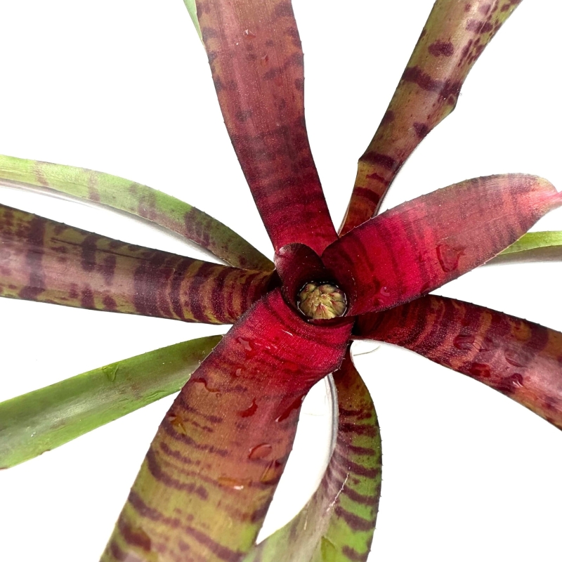 Neoregelia-ampullacea-purpurea -zywa-roslina-do-terrarium