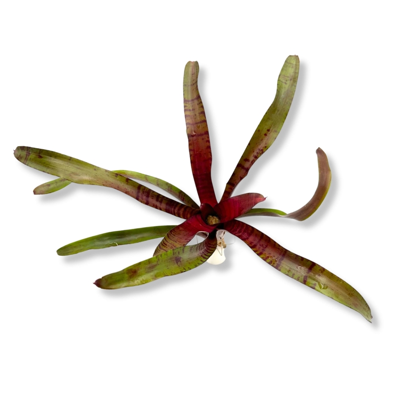 Neoregelia-ampullacea-purpurea -zywa-roslina-do-terrarium