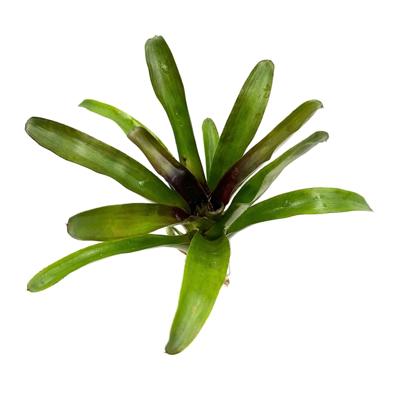 Neoregelia-casiopea-zywa-roslina-do-terrarium