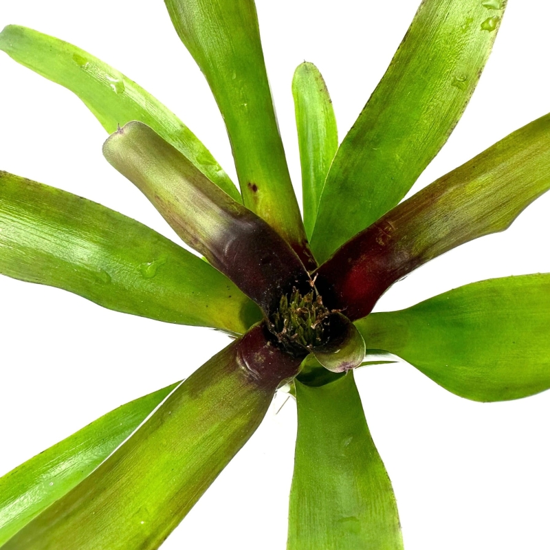 Neoregelia-casiopea-zywa-roslina-do-terrarium