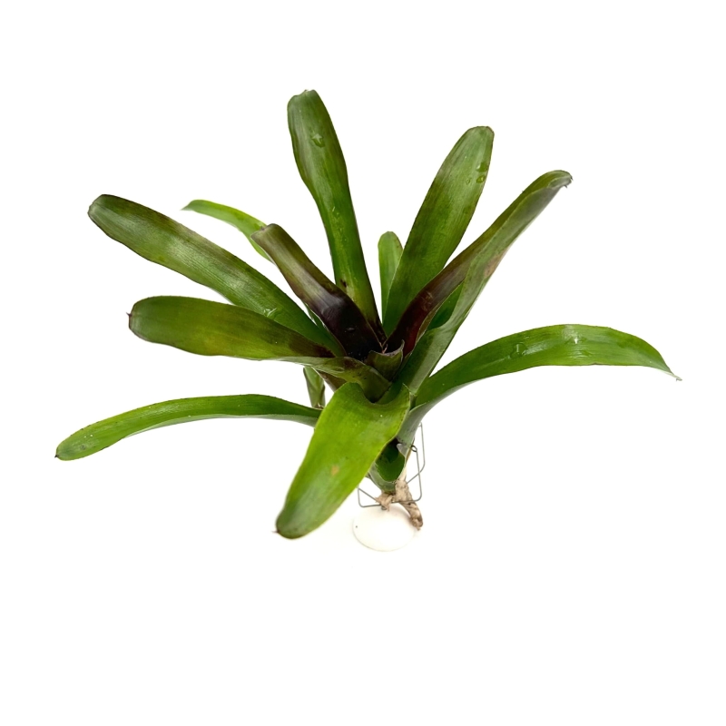 Neoregelia-casiopea-zywa-roslina-do-terrarium