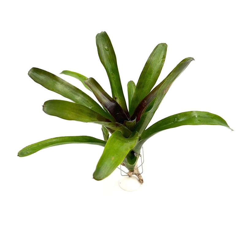 Neoregelia-casiopea-zywa-roslina-do-terrarium